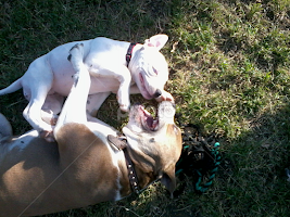 Buster Brown& Blue Bella  by Ann Verbeerst -  