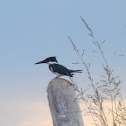 Martín Pescador