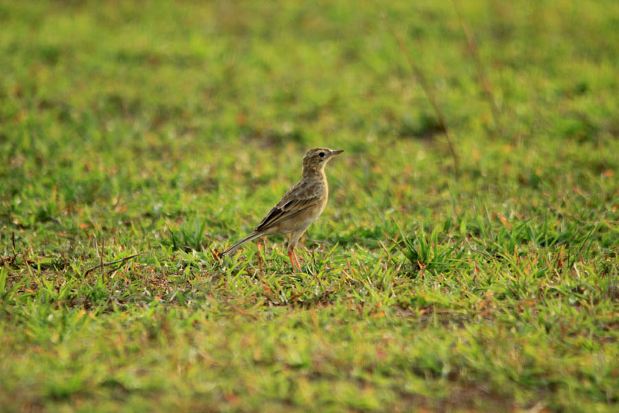 The Paddy field Pipit