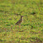 The Paddy field Pipit