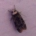 White-shouldered House-moth