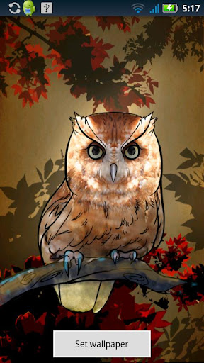 Owl Wallpaper