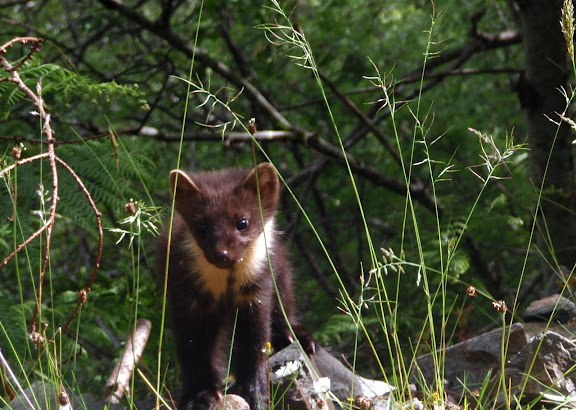 A young pine marten.  Cutest.  Animal.  Ever.