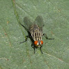 Flesh fly