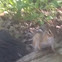 Eastern Chipmunk