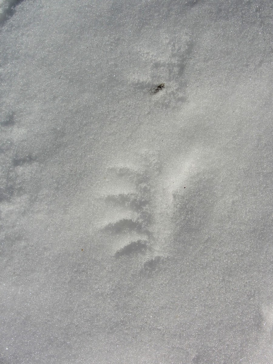Unknown animal tracks
