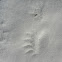 Unknown animal tracks
