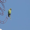 Rose-ringed Parakeet 