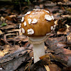 Amanita muscaria var. guessowii