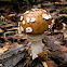 Amanita muscaria var. guessowii