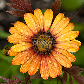 African Daisy by Arnaldo Ronca - Flowers Single Flower