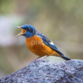 by Sanjay Nagaonkar - Animals Birds