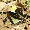 Thick-bordered Kite-Swallowtail