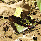 Thick-bordered Kite-Swallowtail