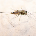Ichneumon wasp (Female)