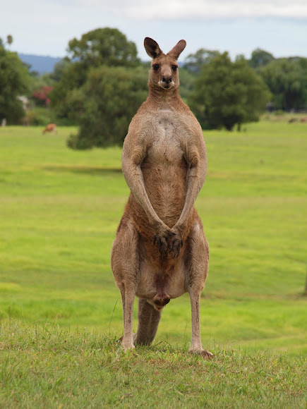 Eastern Grey Kangaroo - Project Noah