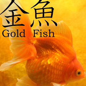 Gold Fish 3D Live Wallpaper