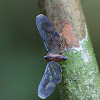 Derbid Planthopper