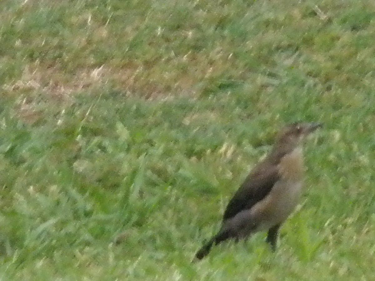 Juvenile Great-tailed Grackle?