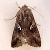 Polilla Plusia, Moth Silver Y