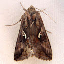 Polilla Plusia, Moth Silver Y