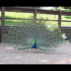 Peacock (Peafowl)