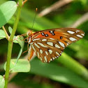 Gulf Fritillary Butterfly
