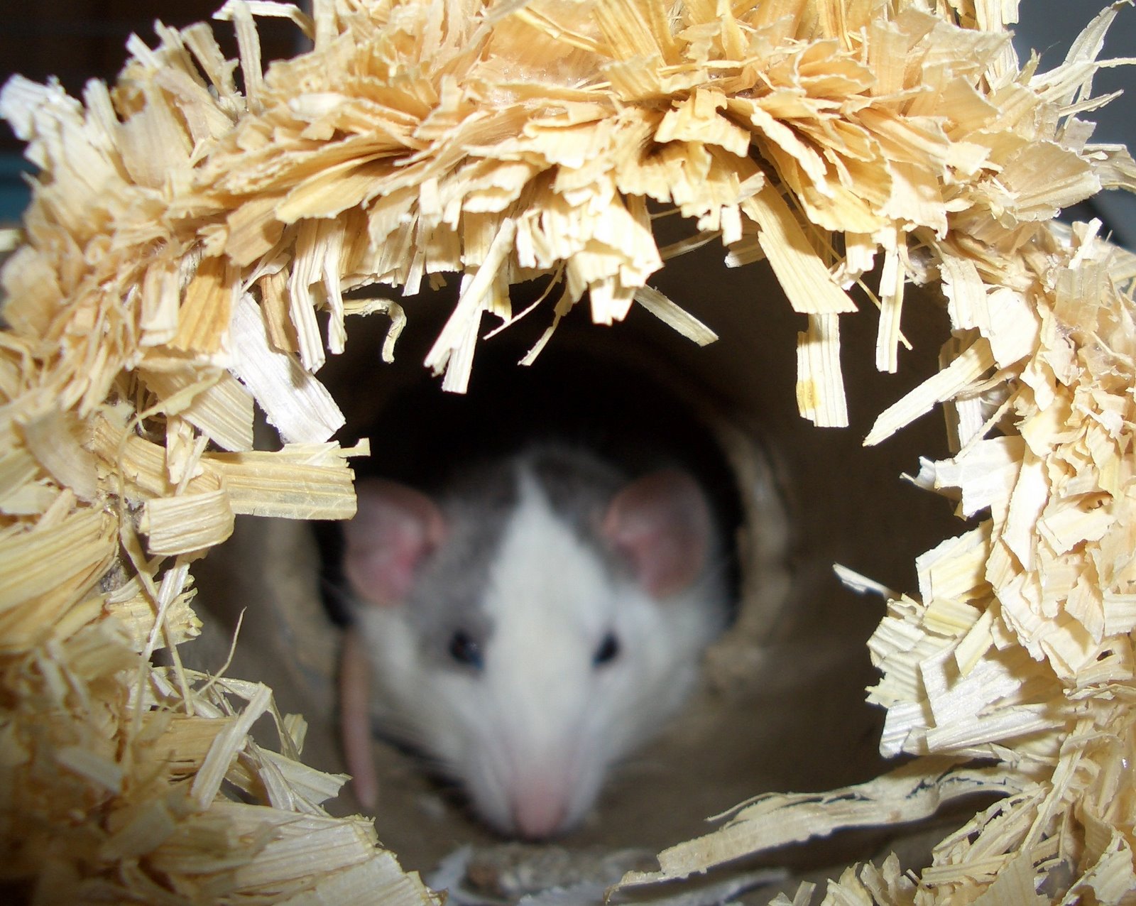 [Rats 042[3].jpg]
