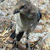 Florida Scrub-Jay, fledgling