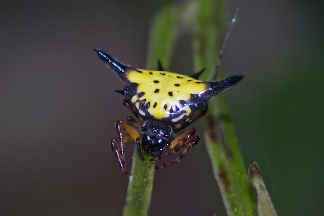 Jungle Spiny Spider