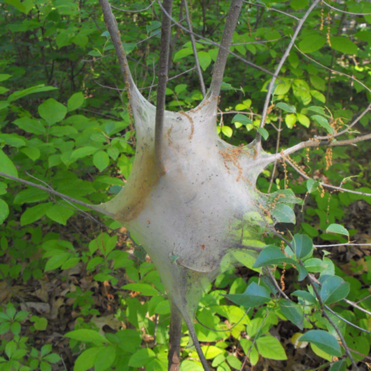 Tent Worm Nest