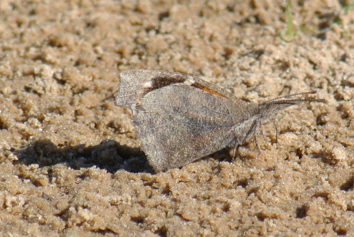 American Snout Butterfly (puddling)
