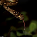 Cat snake (aka Indian Gamma)