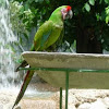 Guacamayo verde. Military macaw