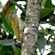 Yellow-eared Woodpecker