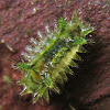 Caterpillar, Slug Moth Caterpillar