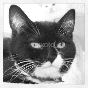 by Alannah Melton - Animals - Cats Kittens