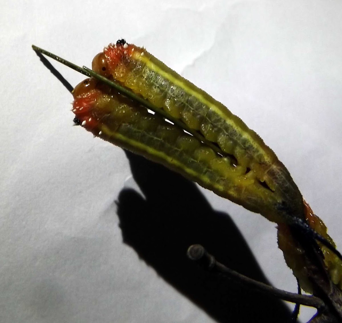 Long-tailed Green Sawfly Larvae