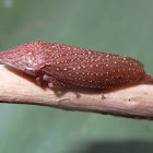 White-dotted Brown Leafhopper