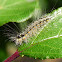 Clouded Footman  Caterpillar