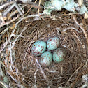 Mockingbird nest