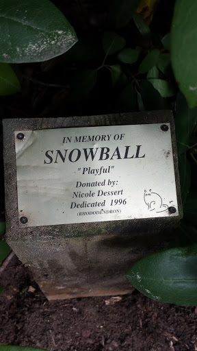Snowball Bush