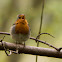 European Robin