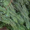 Leafy liverwort