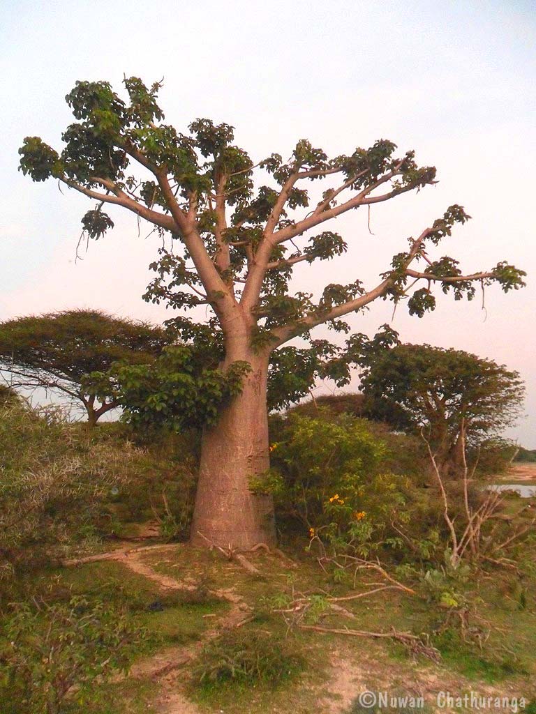 Biobab Tree
