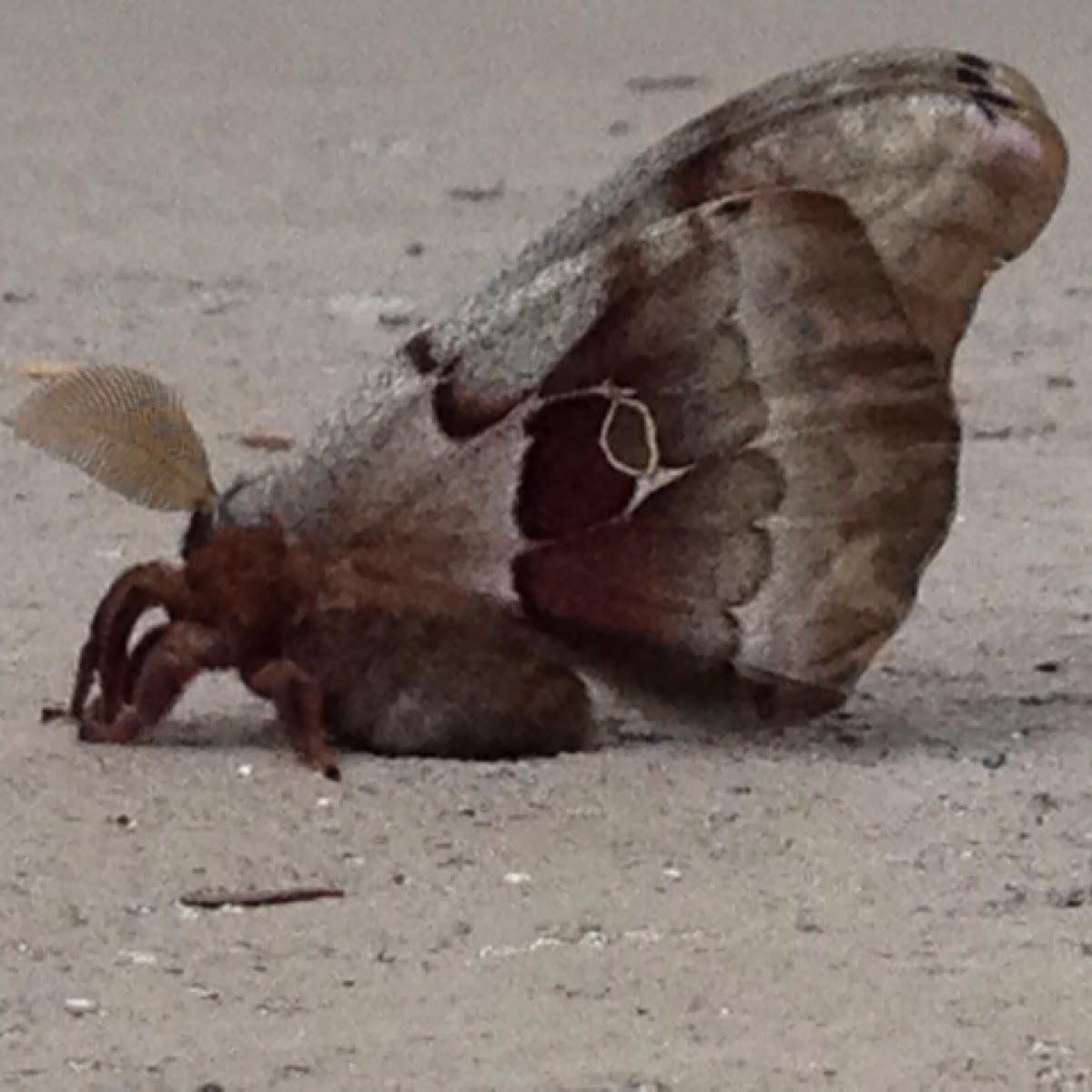 Polyphemus moth