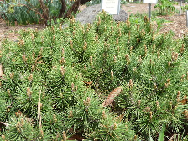mugo pine 'Valley Cushion' | Project Noah