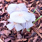 Pleated Inkcap Mushroom
