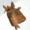 Hairy moth