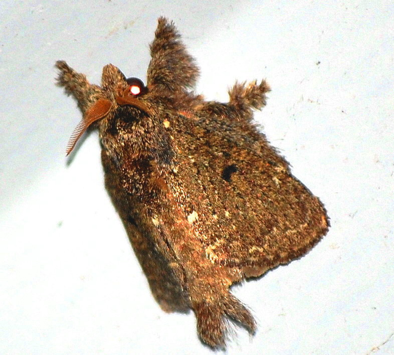 Hairy moth